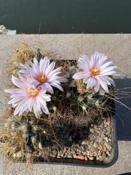 Turbinicarpus pseudomacrochele